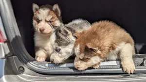 1-3 months Male Purebred Siberian Husky