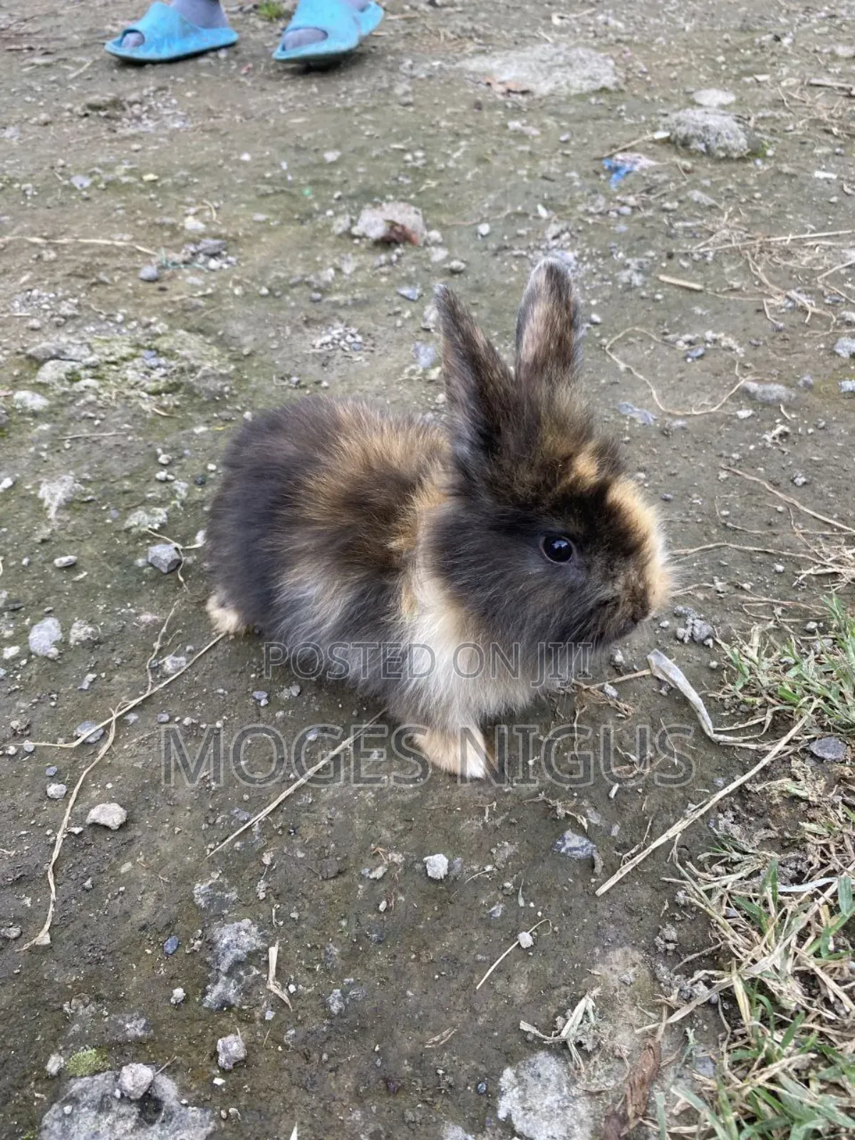 Baby Rabbit