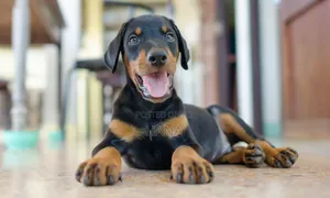Photo - 3-6 months Male Purebred Doberman Pinscher