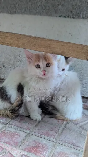 Photo - 1-3 months Male Purebred Abyssinian