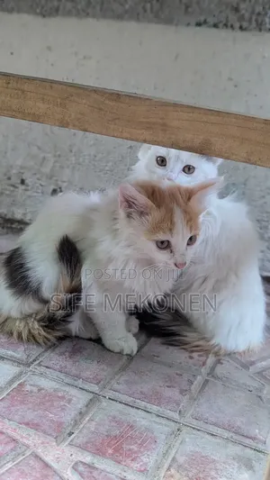 1-3 months Male Purebred Abyssinian