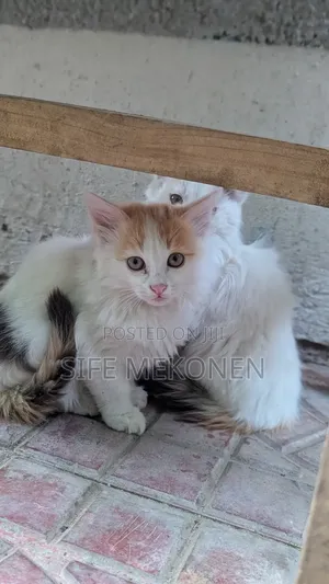 1-3 months Male Purebred Abyssinian