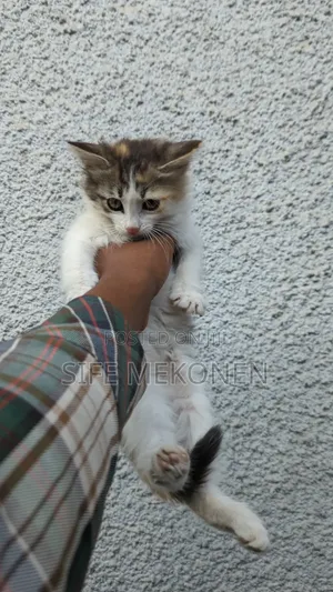 Photo - 1-3 months Female Purebred Abyssinian