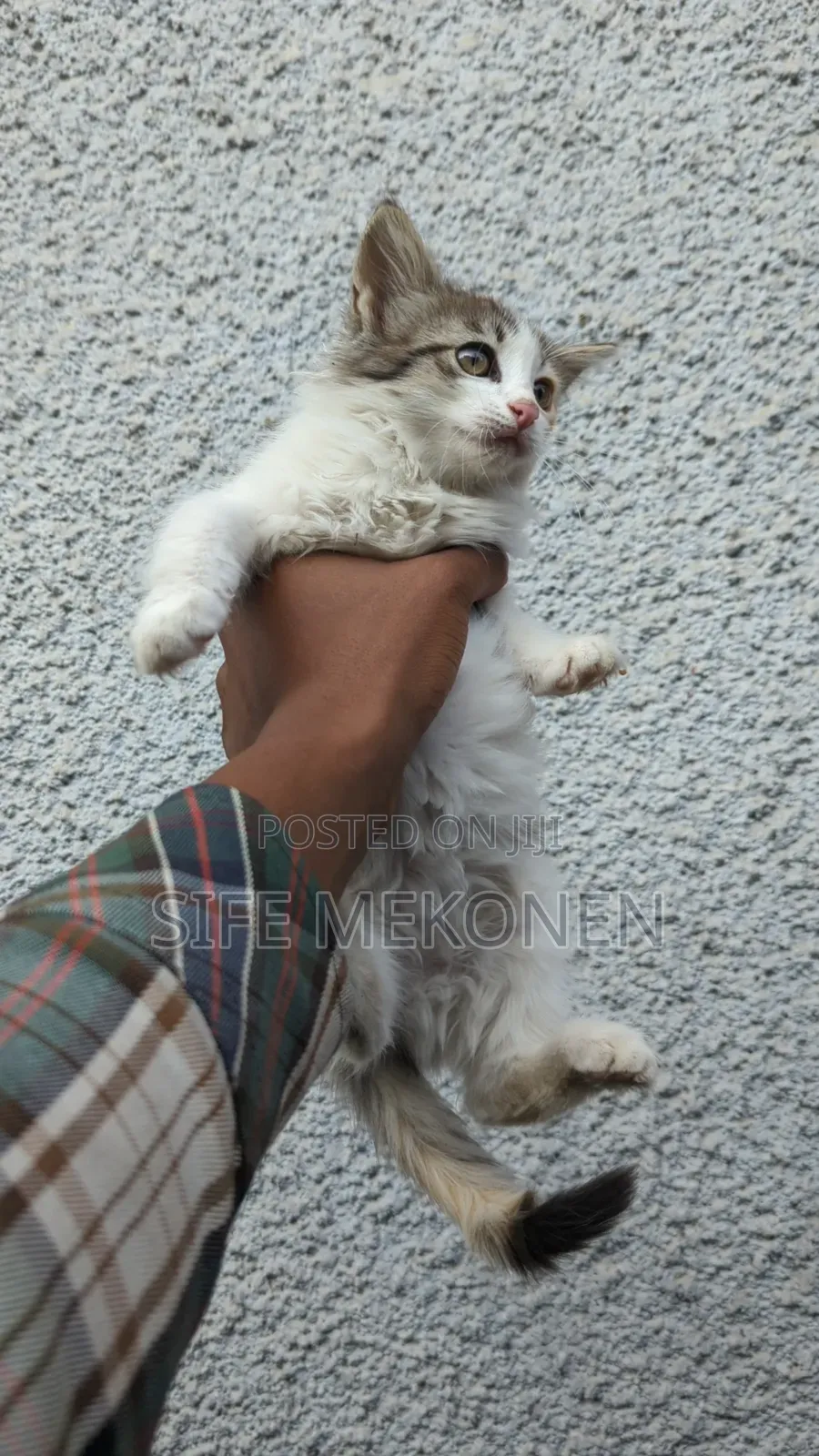 1-3 months Female Purebred Abyssinian