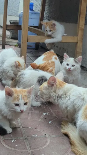 Photo - 1-3 months Female Purebred Abyssinian