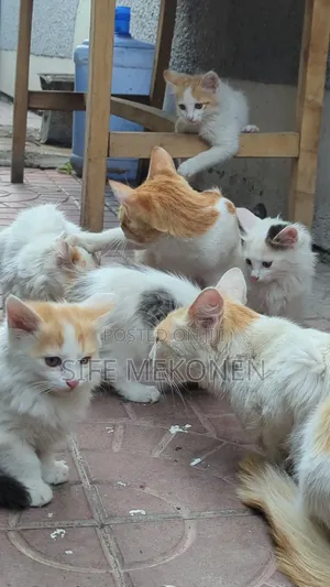 1-3 months Female Purebred Abyssinian