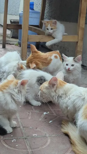 1-3 months Female Purebred Abyssinian