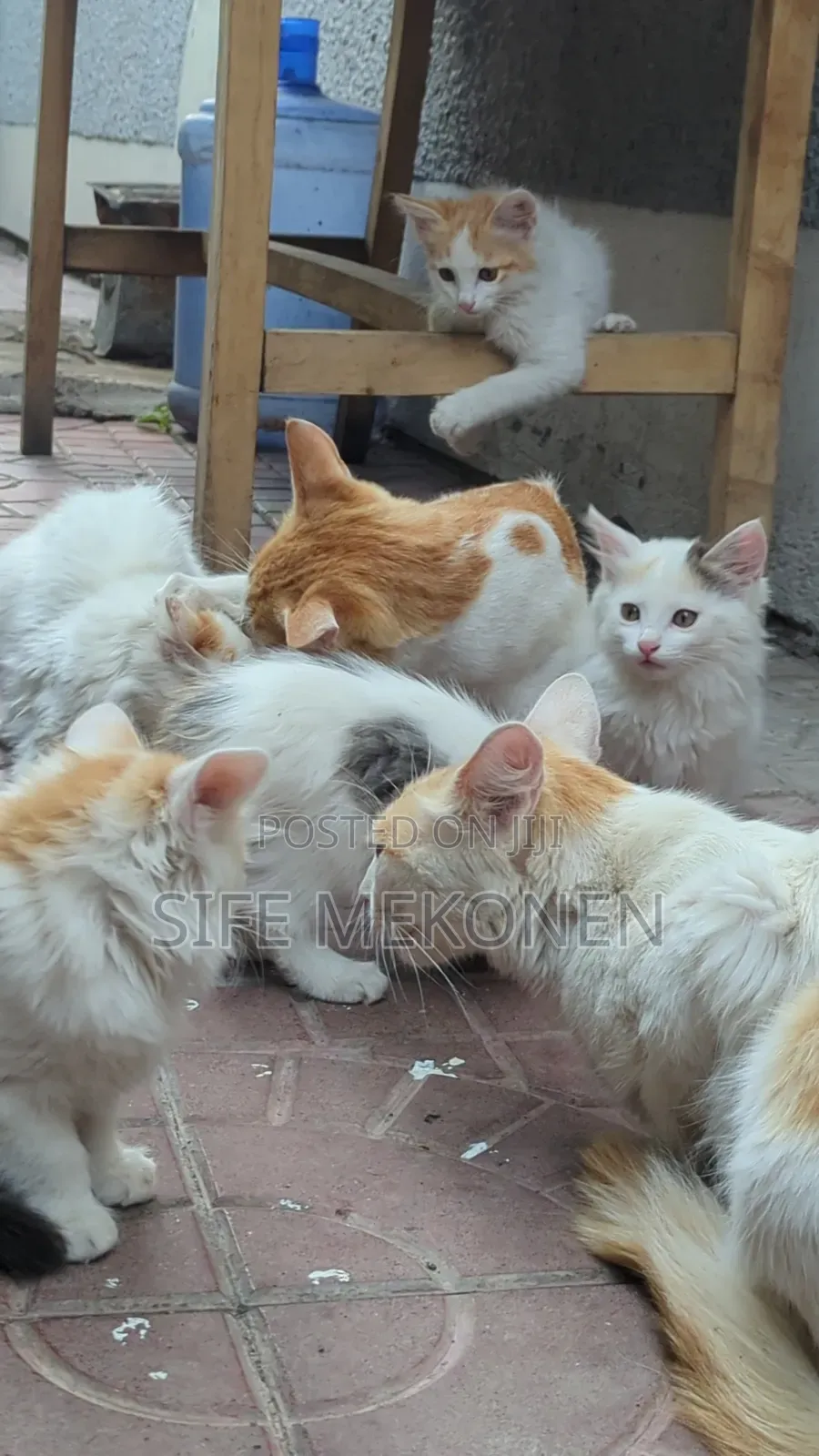 1-3 months Female Purebred Abyssinian