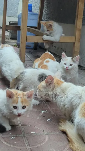 1-3 months Female Purebred Abyssinian