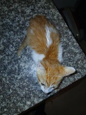 1-3 months Male Mixed Breed Abyssinian