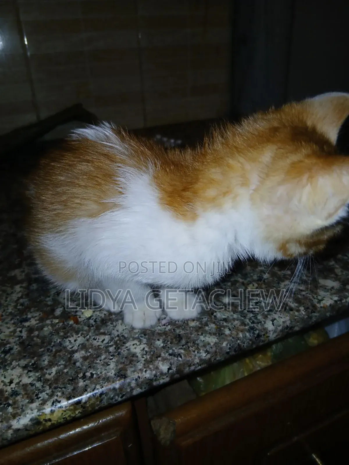 1-3 months Male Mixed Breed Abyssinian