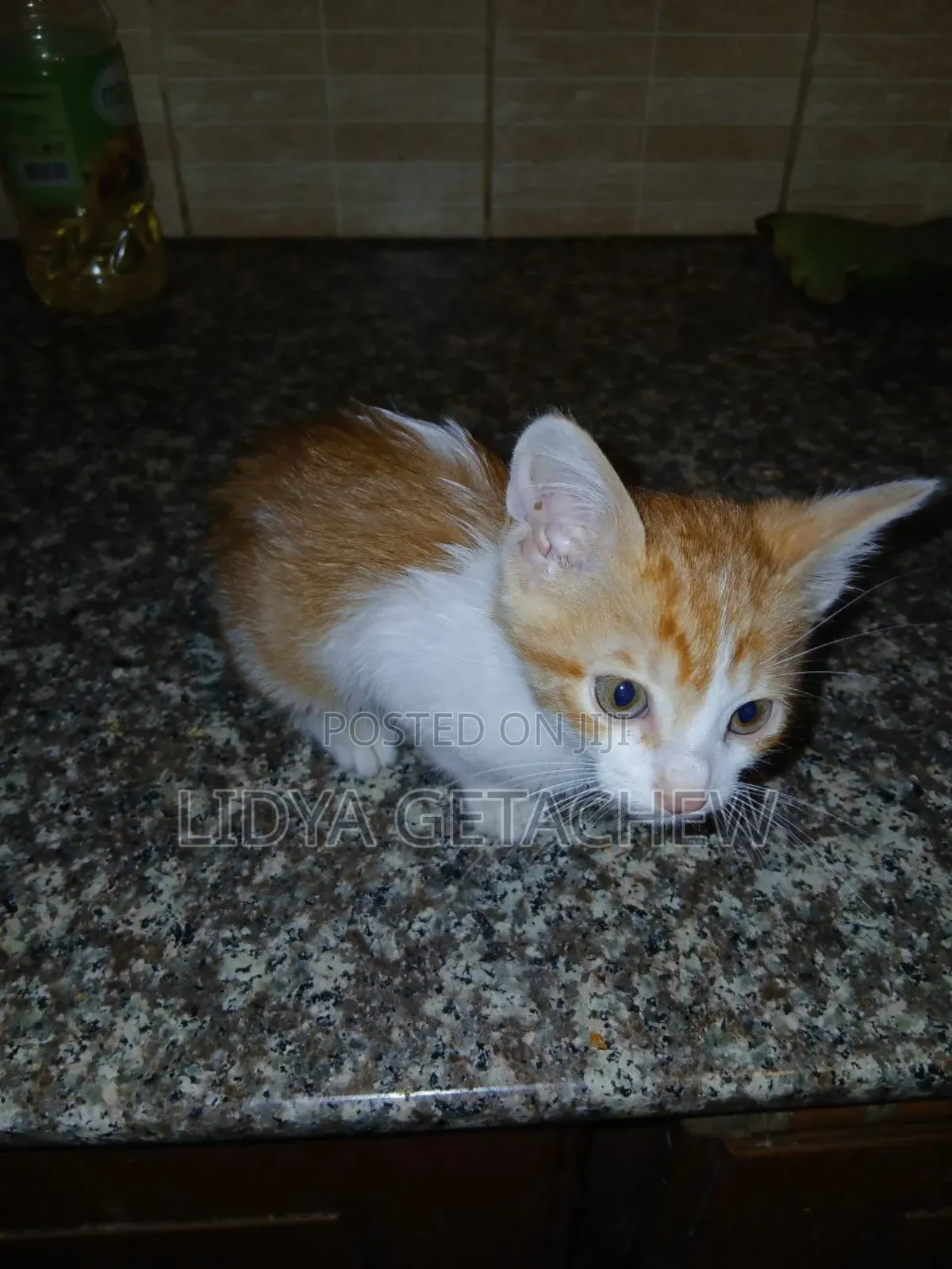 1-3 months Male Mixed Breed Abyssinian