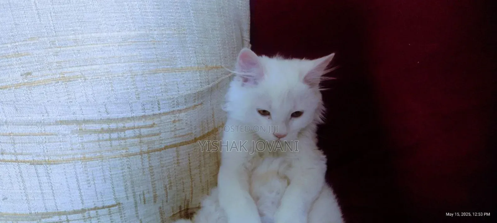 3-6 months Female Mixed Breed Turkish Angora