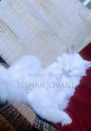 Photo - 3-6 months Female Mixed Breed Turkish Angora