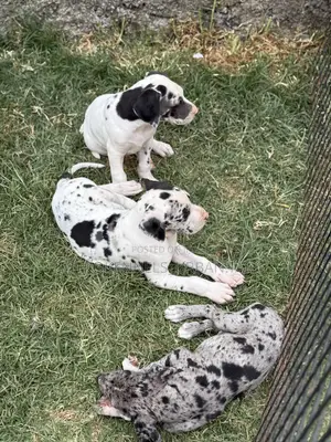 1-3 months Male Purebred Great Dane