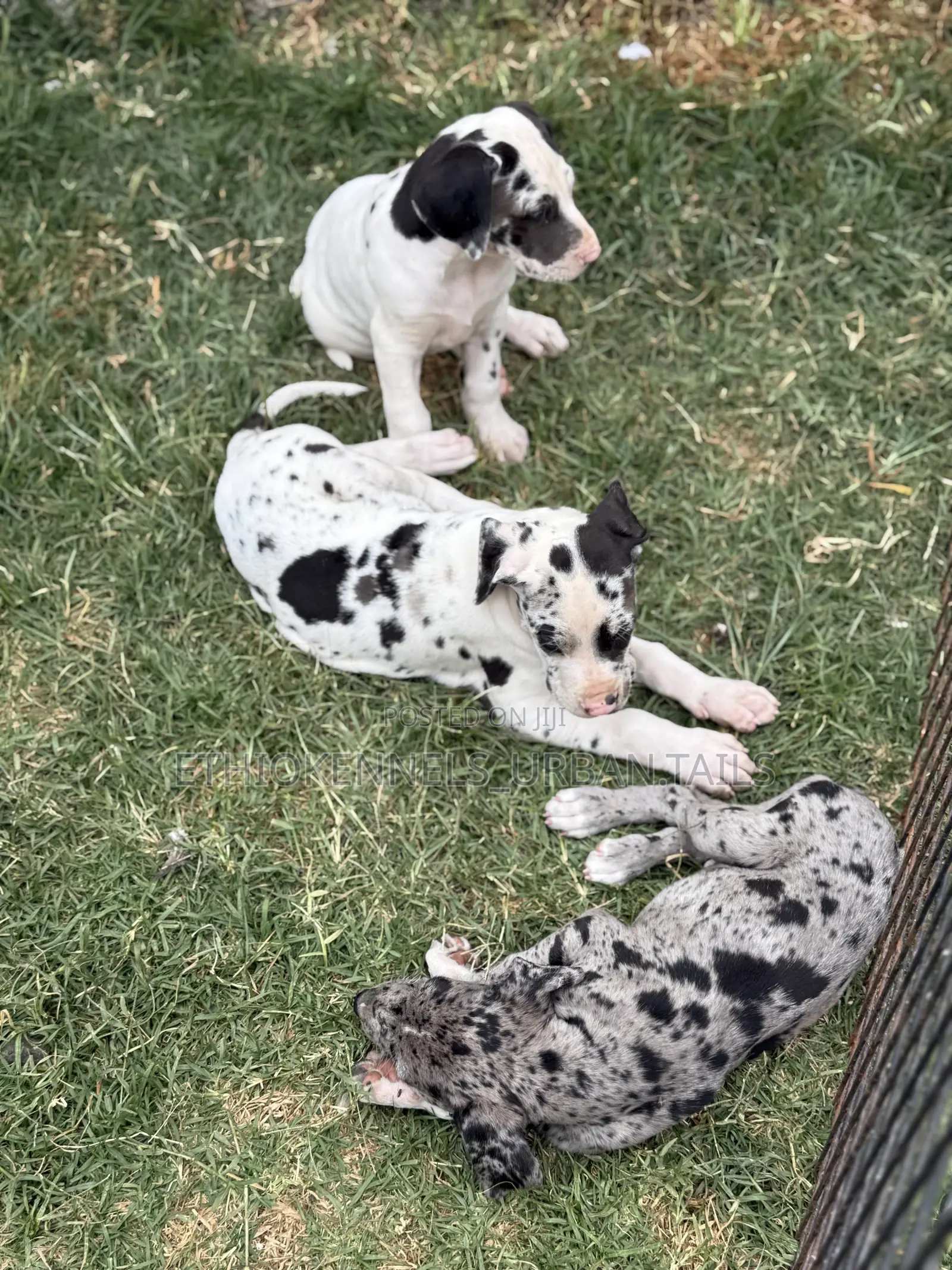 1-3 months Female Purebred Great Dane