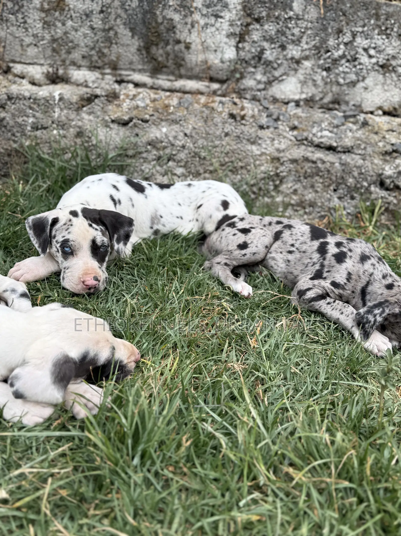 1-3 months Female Purebred Great Dane