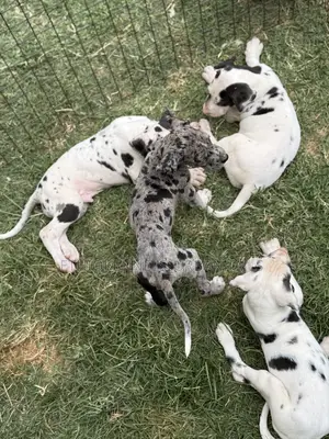 1-3 months Female Purebred Great Dane