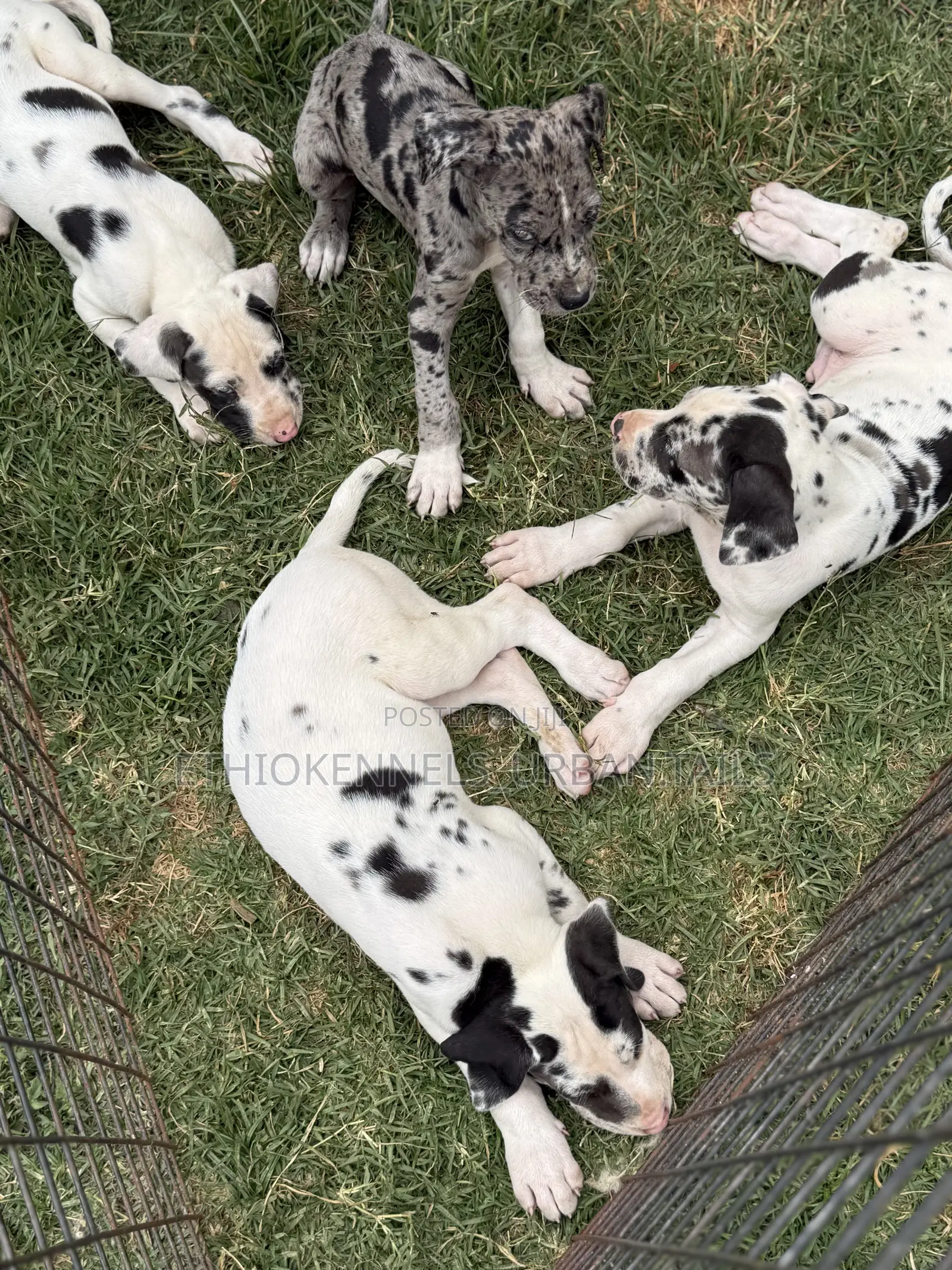 1-3 months Female Purebred Great Dane