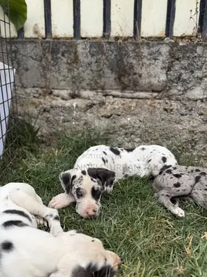 1-3 months Female Purebred Great Dane