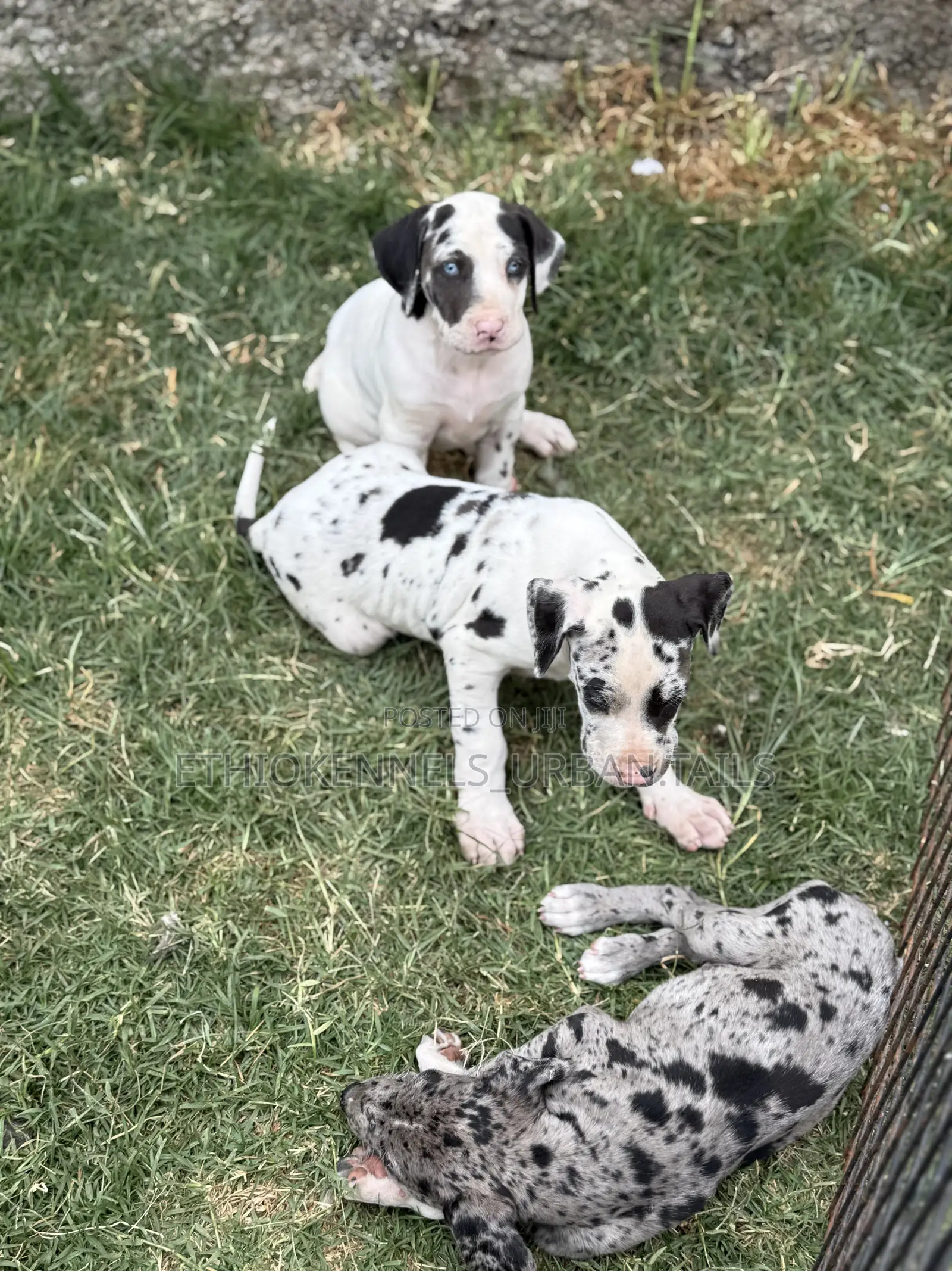 1-3 months Female Purebred Great Dane