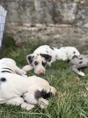 1-3 months Female Purebred Great Dane