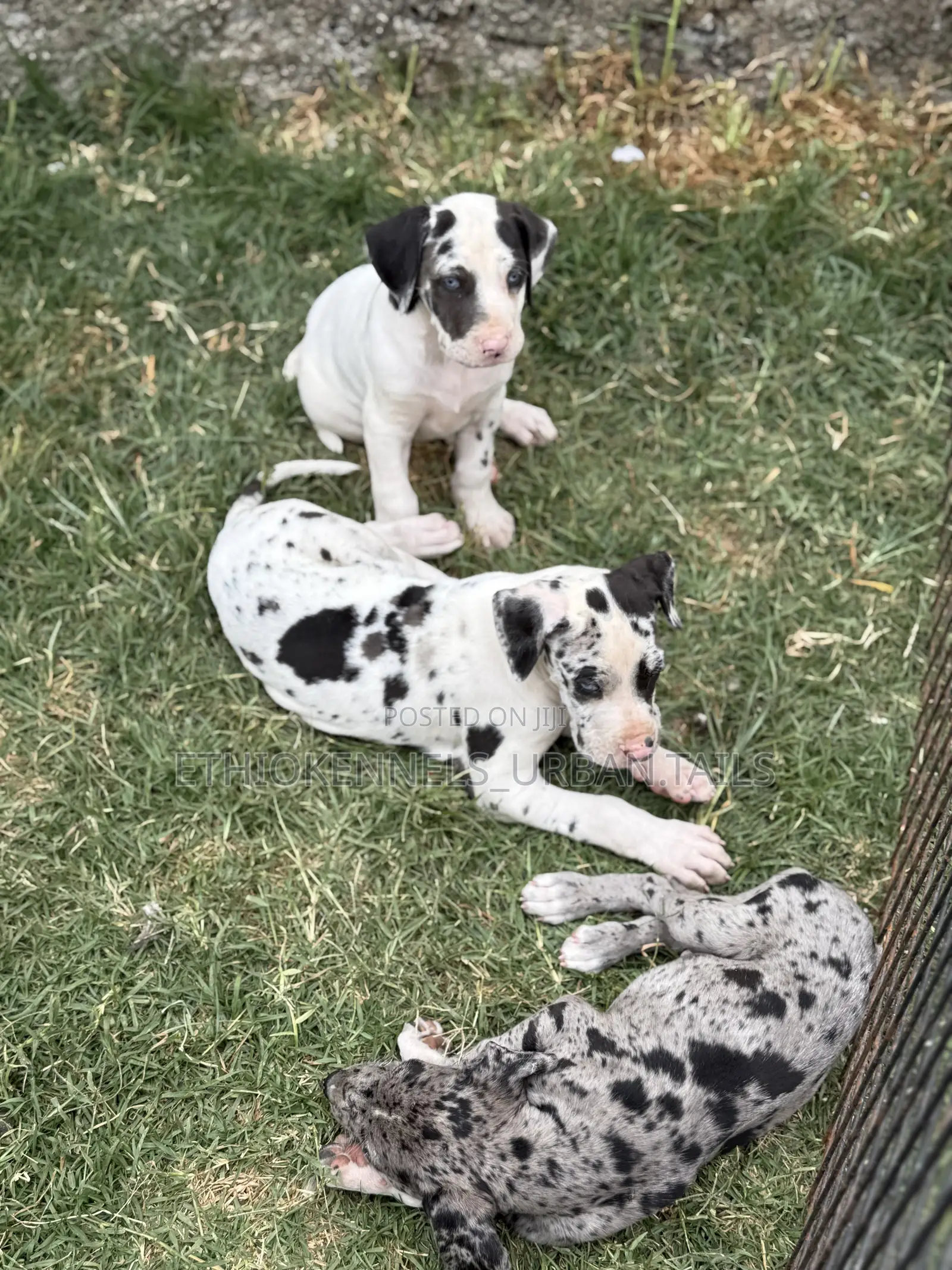 1-3 months Male Purebred Great Dane