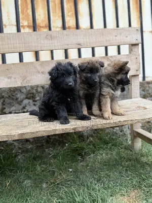 Photo - 1-3 months Male Purebred German Shepherd