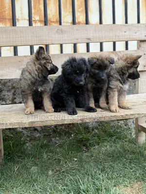 1-3 months Male Purebred German Shepherd