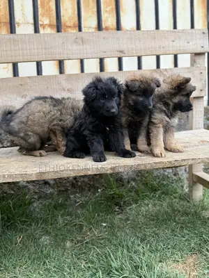 1-3 months Male Purebred German Shepherd