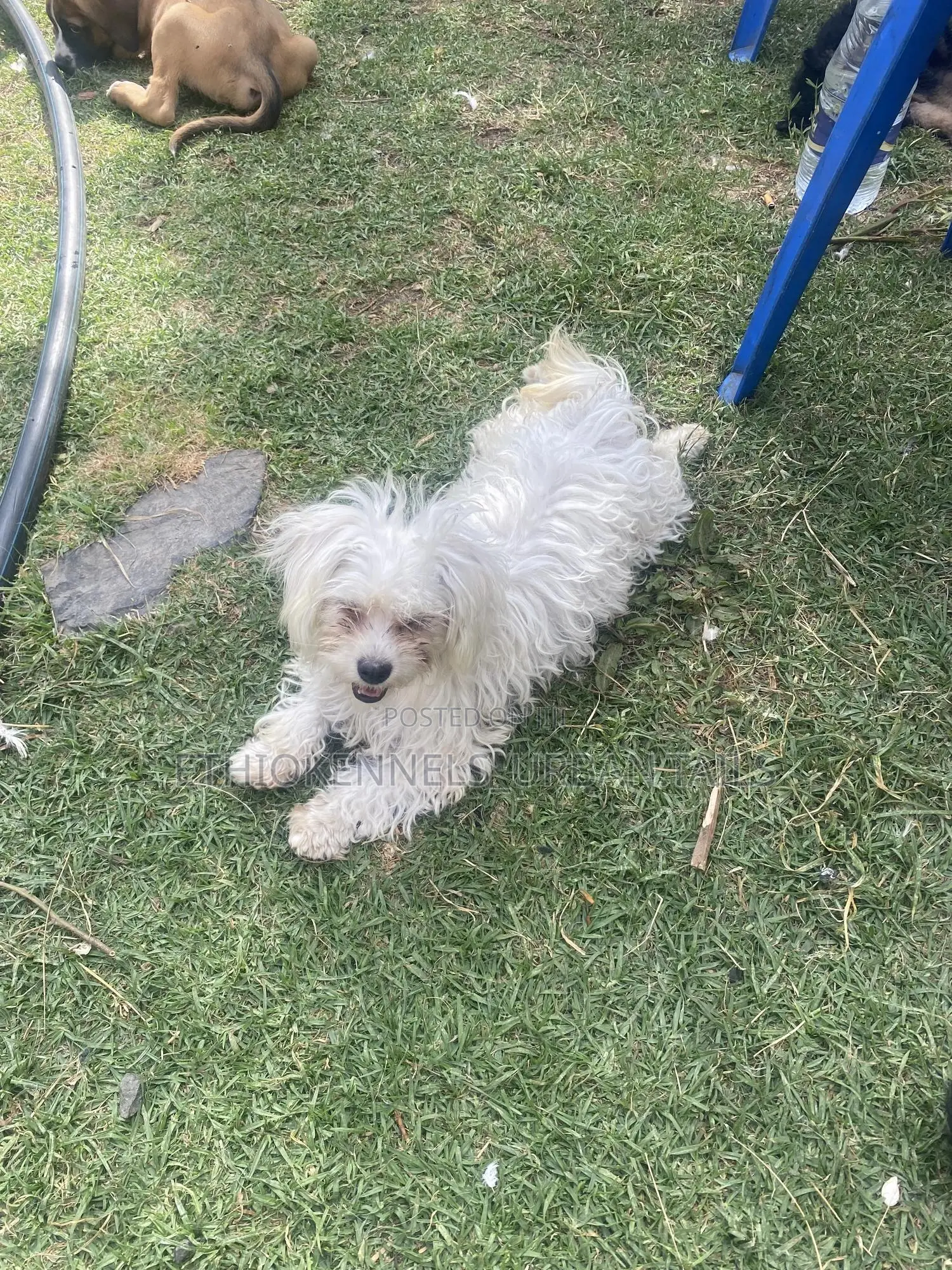 3-6 months Male Purebred Maltese