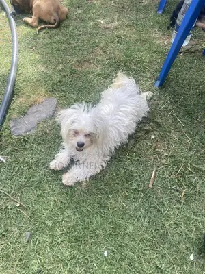 3-6 months Male Purebred Maltese
