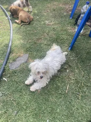 3-6 months Male Purebred Maltese