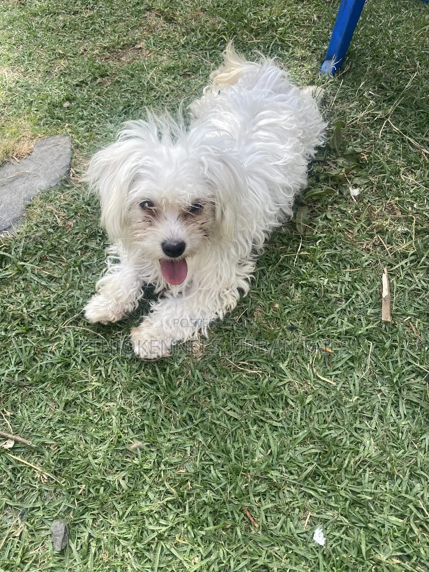 3-6 months Male Purebred Maltese