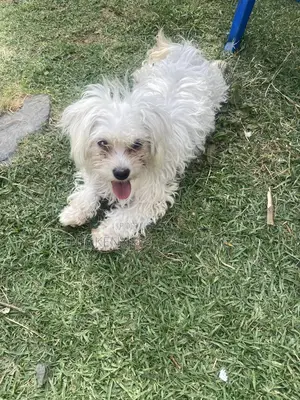 Photo - 3-6 months Male Purebred Maltese