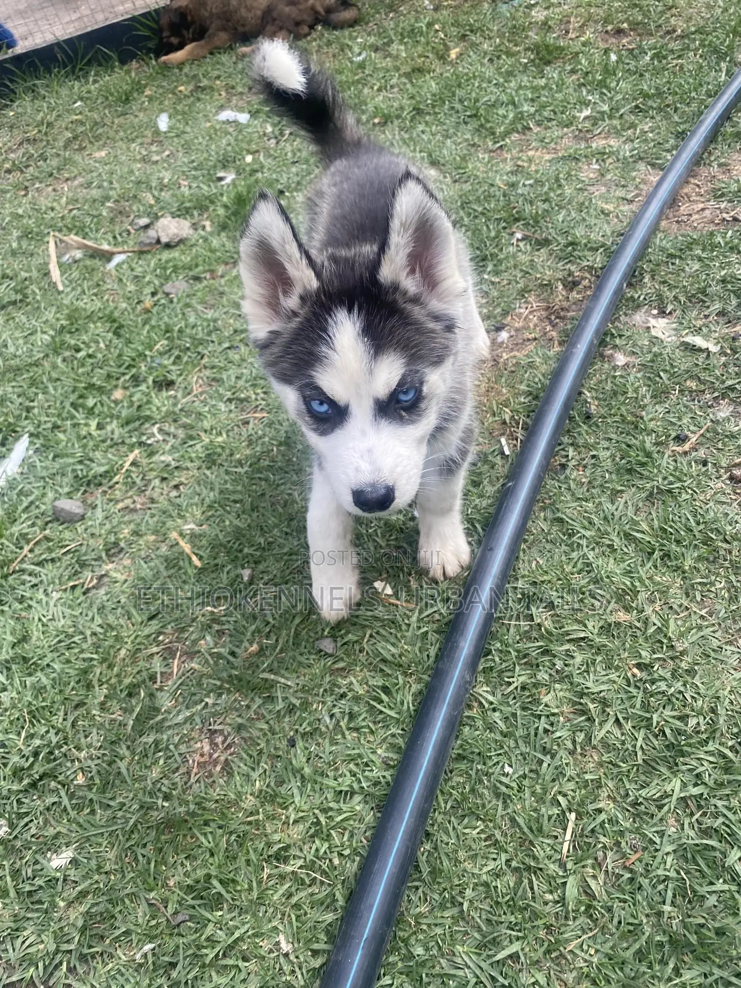 1-3 months Male Purebred American Pit Bull Terrier