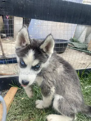 1-3 months Male Purebred American Pit Bull Terrier