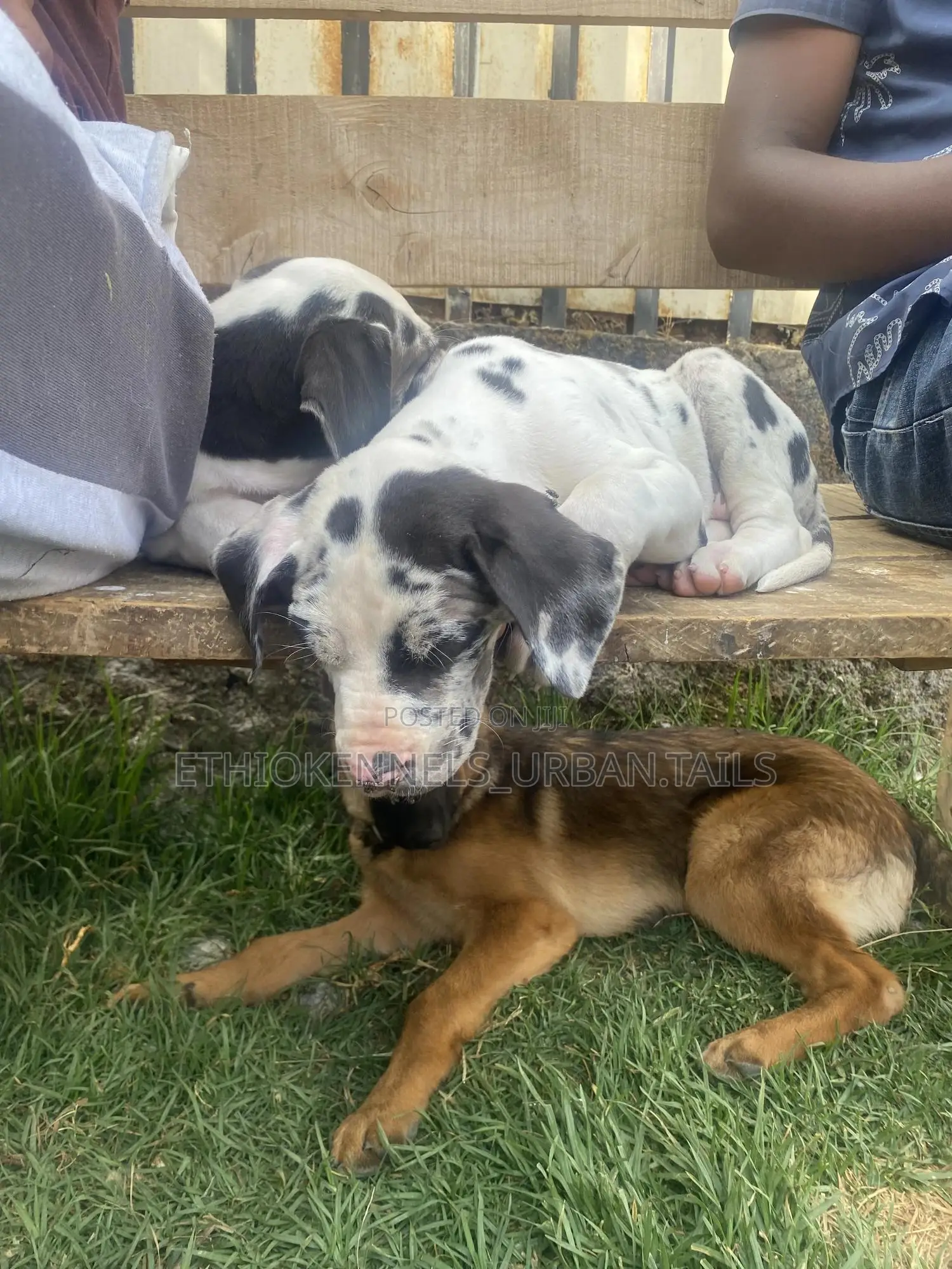 1-3 months Male Purebred Great Dane