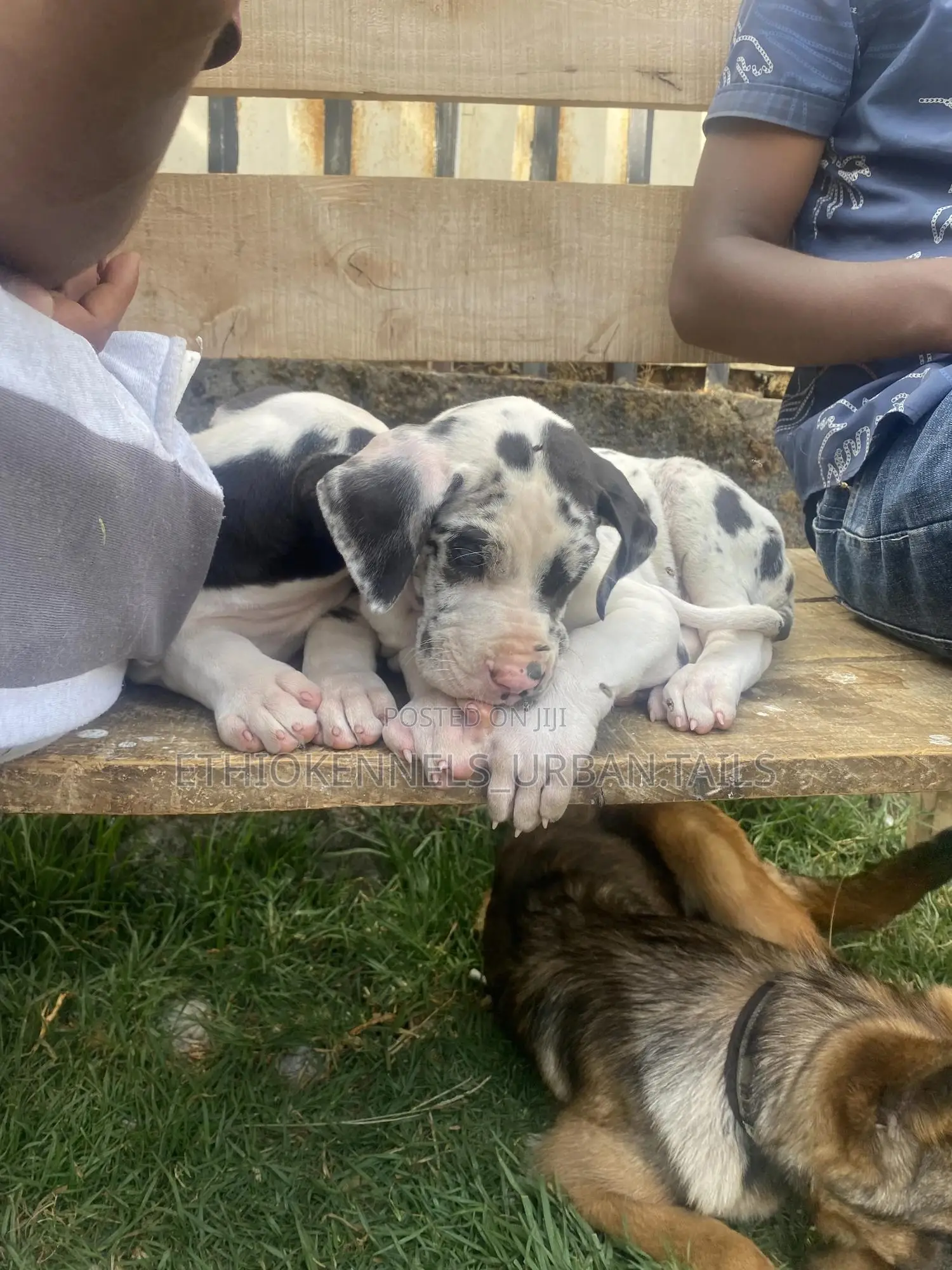 1-3 months Male Purebred Great Dane
