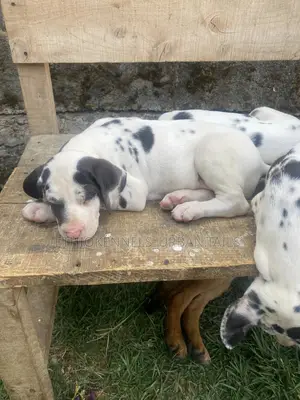 1-3 months Male Purebred Great Dane