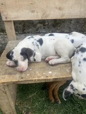 1-3 months Male Purebred Great Dane