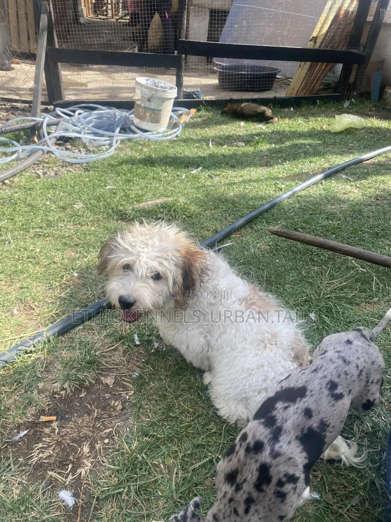 3-6 months Male Mixed Breed Maltese