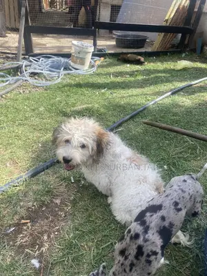 Photo - 3-6 months Male Mixed Breed Maltese