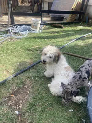 3-6 months Male Mixed Breed Maltese