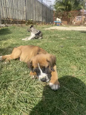 1-3 months Male Purebred Boerboel