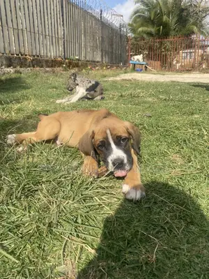 Photo - 1-3 months Male Purebred Boerboel