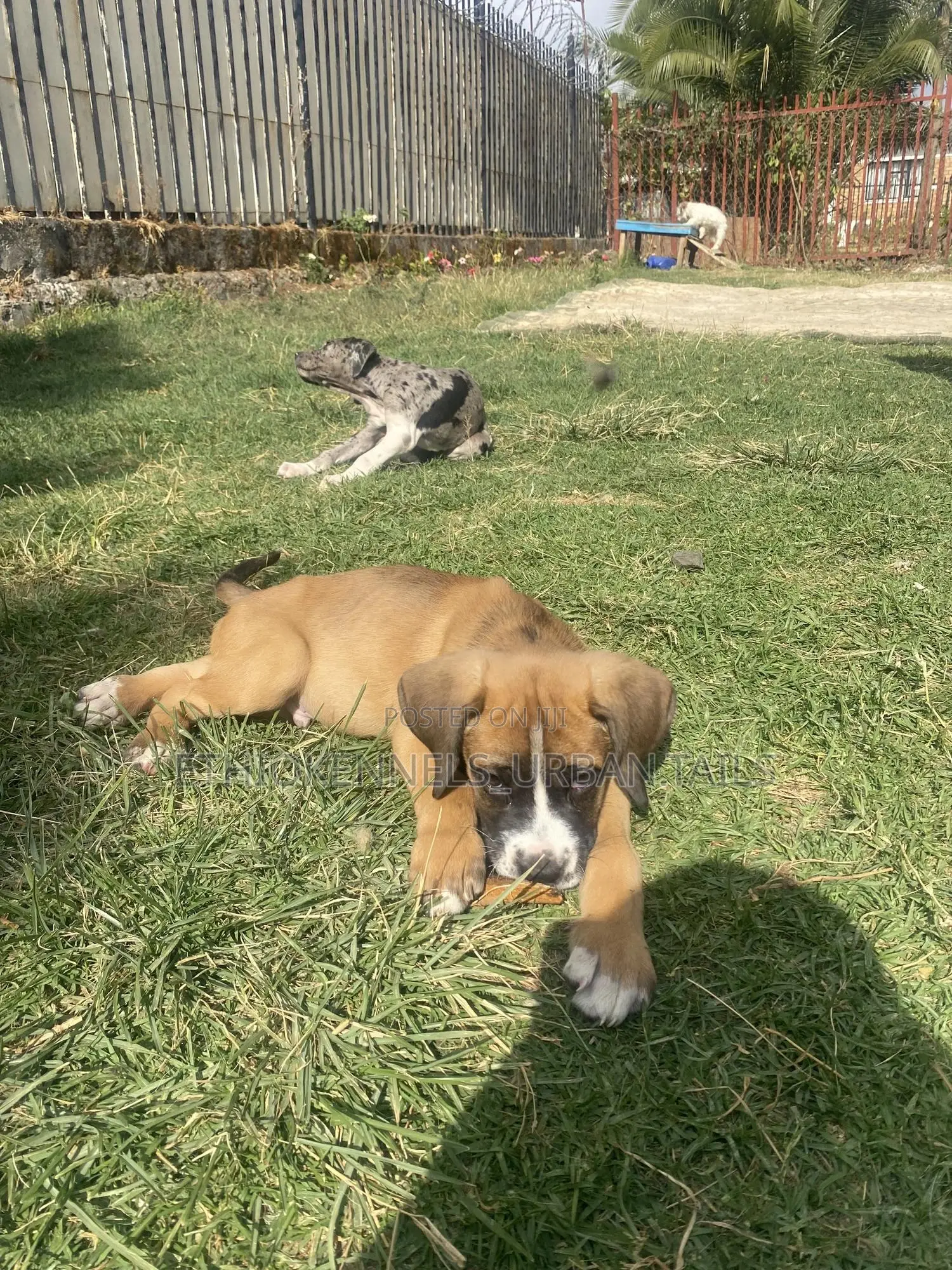 1-3 months Male Purebred Boerboel