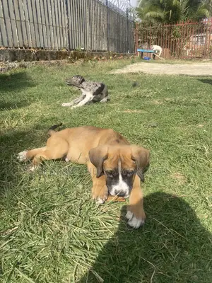 1-3 months Male Purebred Boerboel