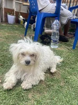 3-6 months Male Purebred Maltese