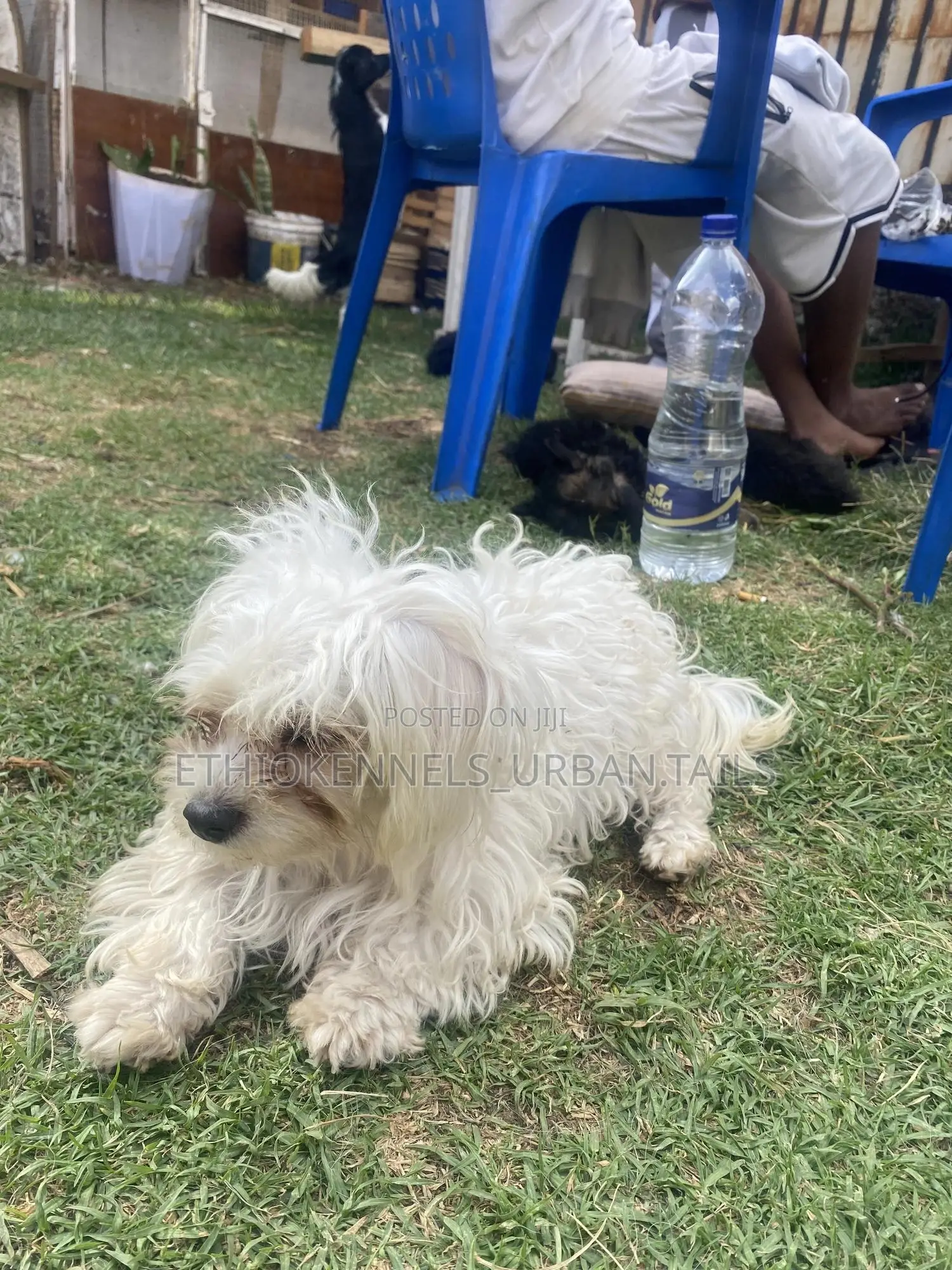 3-6 months Male Purebred Maltese